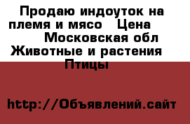 Продаю индоуток на племя и мясо › Цена ­ 3 000 - Московская обл. Животные и растения » Птицы   